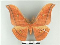 藏品(大透目天蠶蛾)的圖片