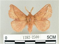 藏品(褐斜帶枯葉蛾)的圖片