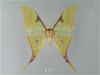 藏品(臺灣長尾水青蛾)的圖片