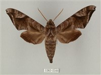 藏品(全緣缺角天蛾)的圖片