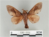 藏品(大褐斑枯葉蛾)的圖片