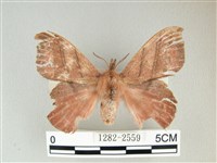 藏品(埔里雙線枯葉蛾)的圖片