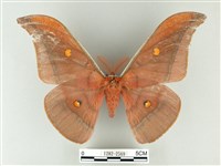 藏品(紅目天蠶蛾)的圖片