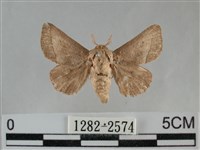 藏品(扁刺蛾)的圖片