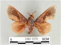 藏品(大褐斑枯葉蛾)的圖片