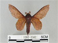 藏品(鋸緣枯葉蛾)的圖片