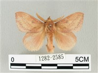 藏品(淡紋斜帶枯葉蛾)的圖片
