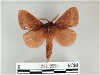 藏品(鋸紋枯葉蛾)的圖片