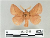 藏品(褐斜帶枯葉蛾)的圖片