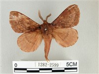 藏品(鋸紋枯葉蛾)的圖片