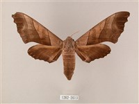 藏品(齒翅三線天蛾)的圖片