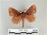 藏品(鋸紋枯葉蛾)的圖片