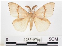 藏品(木毒蛾)的圖片