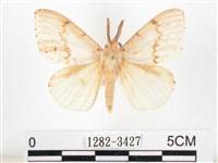 藏品(木毒蛾)的圖片