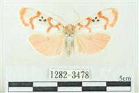 藏品(臺雪苔蛾)的圖片