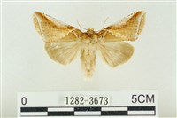 藏品(印華波紋蛾)的圖片