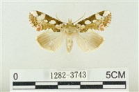 藏品(連珠波紋蛾)的圖片