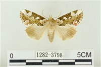 藏品(連珠波紋蛾)的圖片