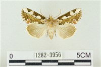 藏品(連珠波紋蛾)的圖片