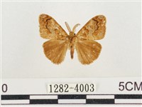 藏品(小白紋毒蛾)的圖片