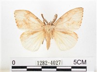 藏品(木毒蛾)的圖片