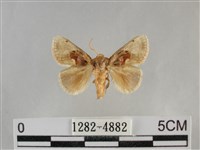 藏品(基褐刺蛾)的圖片