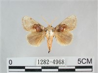 藏品(基褐刺蛾)的圖片