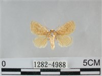 藏品(褐點仿眉刺蛾)的圖片