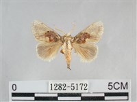 藏品(基褐刺蛾)的圖片