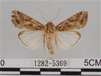 藏品(斜紋夜盜蛾)的圖片