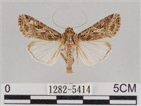 藏品(斜紋夜盜蛾)的圖片