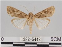 藏品(斜紋夜盜蛾)的圖片