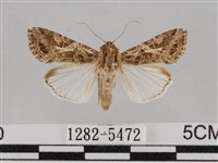 藏品(斜紋夜盜蛾)的圖片