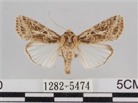 藏品(斜紋夜盜蛾)的圖片