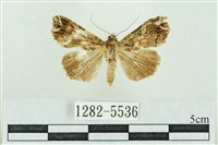 藏品(粉紅帶散紋夜蛾)的圖片