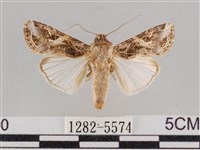 藏品(斜紋夜盜蛾)的圖片