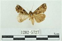 藏品(粉紅帶散紋夜蛾)的圖片