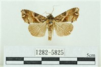 藏品(粉紅帶散紋夜蛾)的圖片