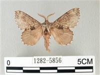 藏品(銀肩枯葉蛾)的圖片