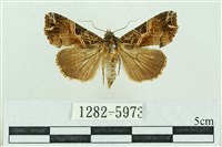 藏品(粉紅帶散紋夜蛾)的圖片