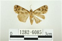 藏品(白斑散紋夜蛾)的圖片