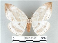 藏品(圓翅大鉤蛾)的圖片