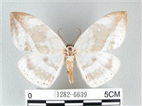 藏品(圓翅大鉤蛾)的圖片