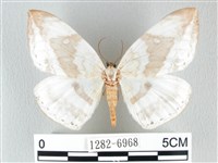 藏品(圓翅大鉤蛾)的圖片