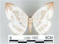 藏品(圓翅大鉤蛾)的圖片