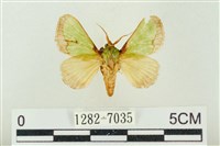 藏品(素木綠刺蛾)的圖片
