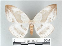 藏品(圓翅大鉤蛾)的圖片