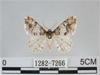 藏品(雙峰霜尺蛾)的圖片