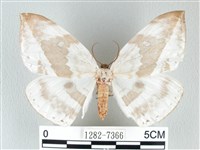 藏品(圓翅大鉤蛾)的圖片