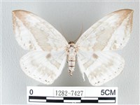 藏品(圓翅大鉤蛾)的圖片